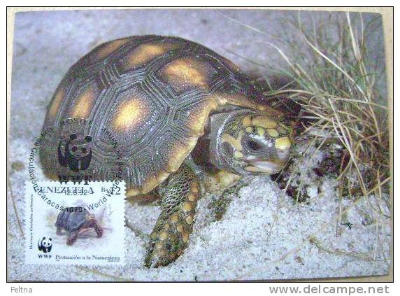 1992 VENEZUELA WWF MAXIMUM CARD 3 TURTLE TURTLES TORTOISE SCHILDKROTE - Turtles