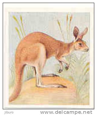 Animal Studies  /  Red Kangaroo  /  Kangourou  /  Animaux  //  IM 39/17 - Phillips / BDV