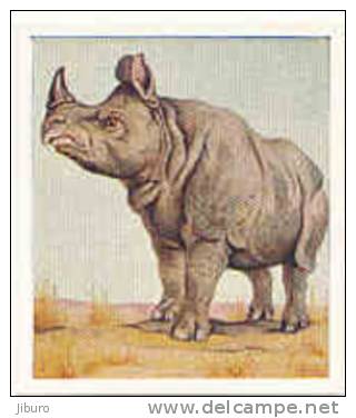 Animal Studies  /  Indian Rhinocéros /  Rhino  /  Animaux  //  IM 39/17 - Phillips / BDV