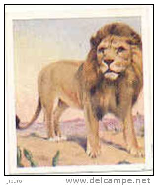Animal Studies  /  Lion  /  Animaux  //  IM 39/17 - Phillips / BDV