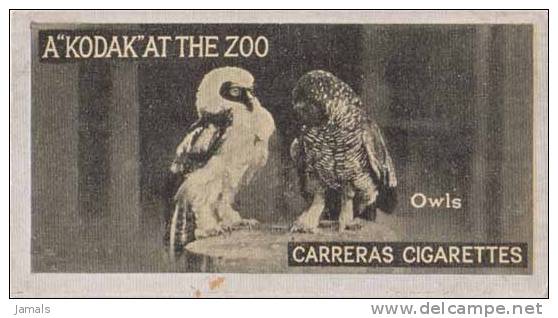 Owl, Hibou, Eule, Uil, Chouette Bird, Cigarette Card - Owls