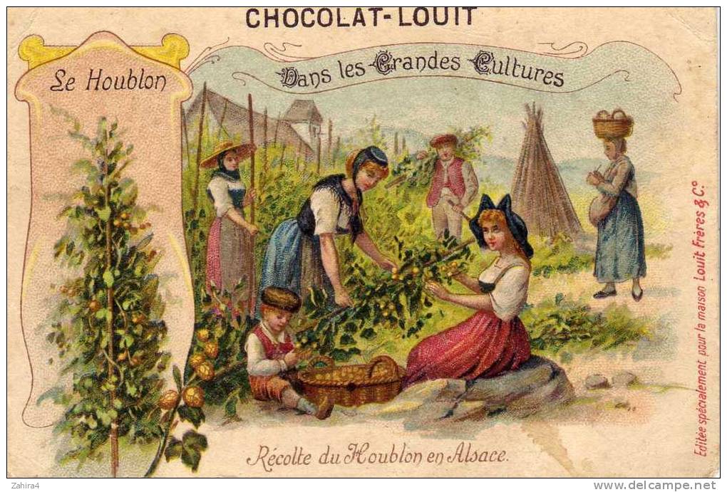 Dans Les Grandes Cultures - Le Houblon - Récolte Du Houblon En Alsace - Humulus Lupulus - Louit