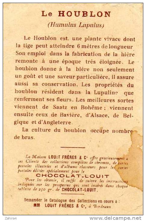 Dans Les Grandes Cultures - Le Houblon - Récolte Du Houblon En Alsace - Humulus Lupulus - Louit