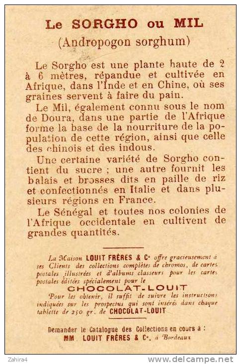 Dans Les Grandes Cultures - Le Sorgho - Récolte Et Mouture Du Sorgho (Afrique Française Occidentale) - Louit