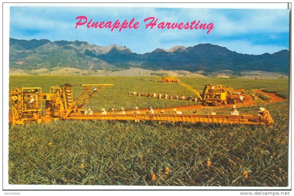 USA, Hawaii, Pineapple Harvesting, 1960s Unused Postcard [P8675] - Hawaï