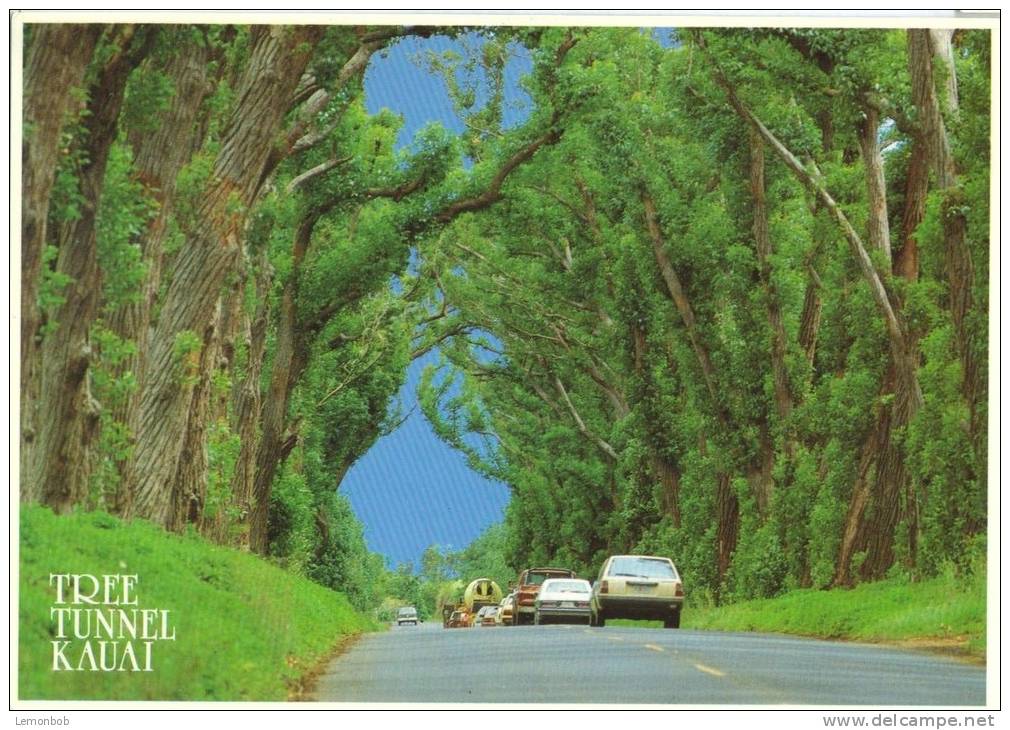 USA, Tree Tunnel, Kauai, Unused Postcard [P8677] - Kauai