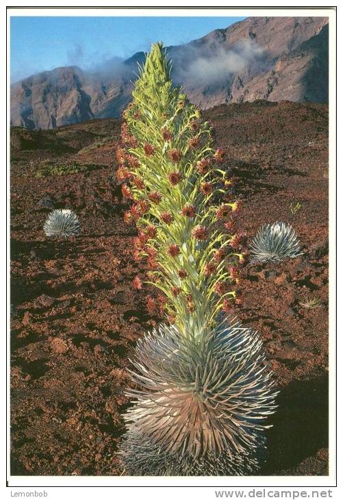 USA, Silversword In Bloom, Haleakala, Unused Postcard [P8685] - Sonstige & Ohne Zuordnung