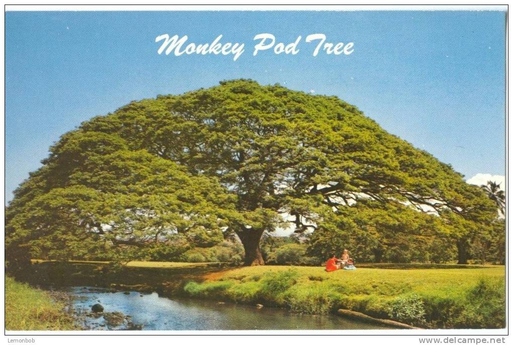 USA, Hawaiian Monkey Pod Tree, Hawaii, Unused Postcard [P8692] - Hawaï