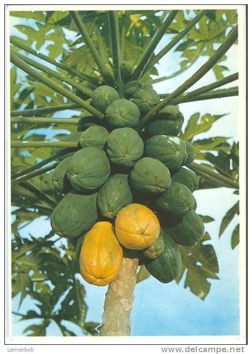 USA, Growing Papaya, Hawaii, Unused Postcard [P8792] - Big Island Of Hawaii