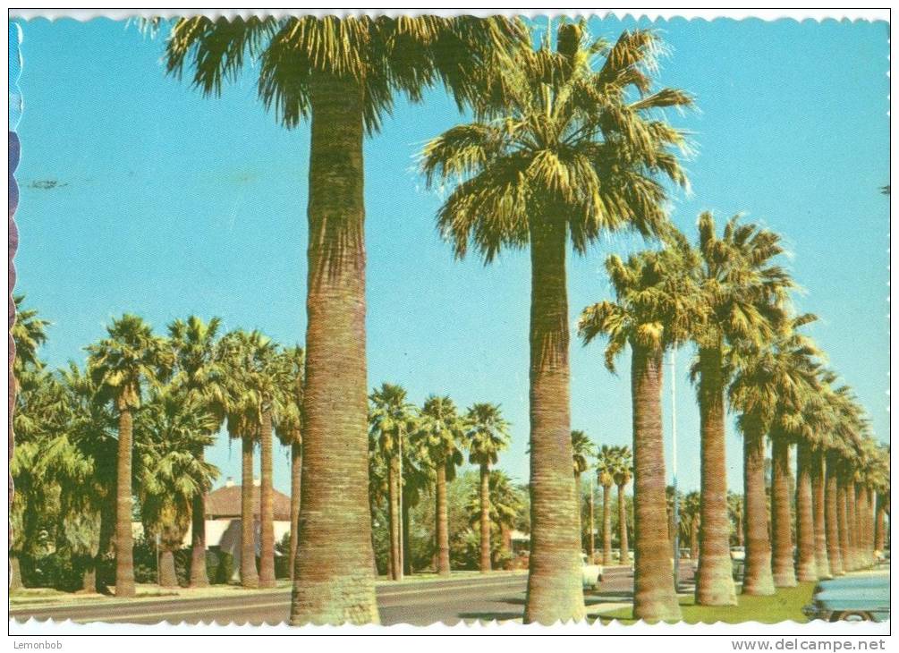 USA, Palm-lined Central Avenue Adjacent To Phoenix Public Library, Arizona, 1971 Used Postcard [P8832] - Phoenix