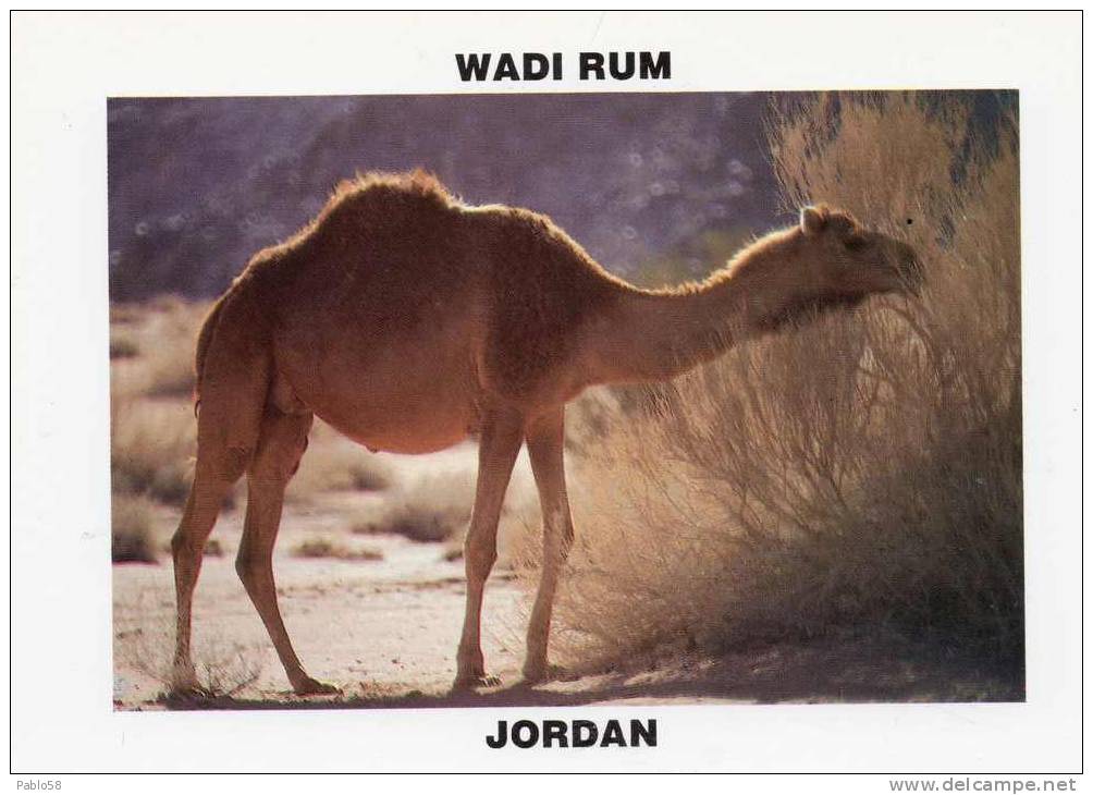 JORDAN WADI RUM  Dromedary  -   Unesco Heritage - Jordanie