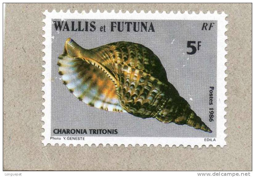 WALLIS Et FUTUNA : Coquillage : Charonia Tritonis Ou Triton Géant- Mollusques Gastéropodes  - Faune Marine - Nuevos