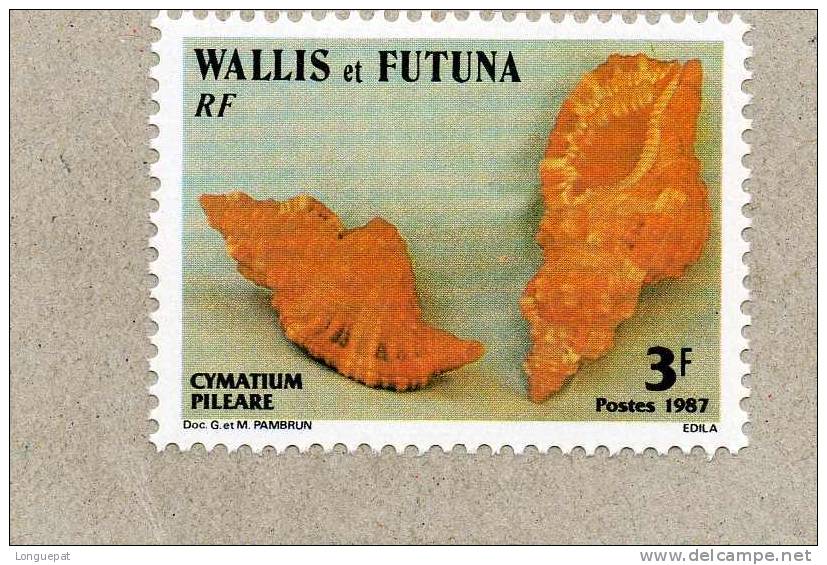 WALLIS Et FUTUNA : Coquillage : Cymatium Pileare - Mollusques  Gastéropodes - Faune Marine - Neufs