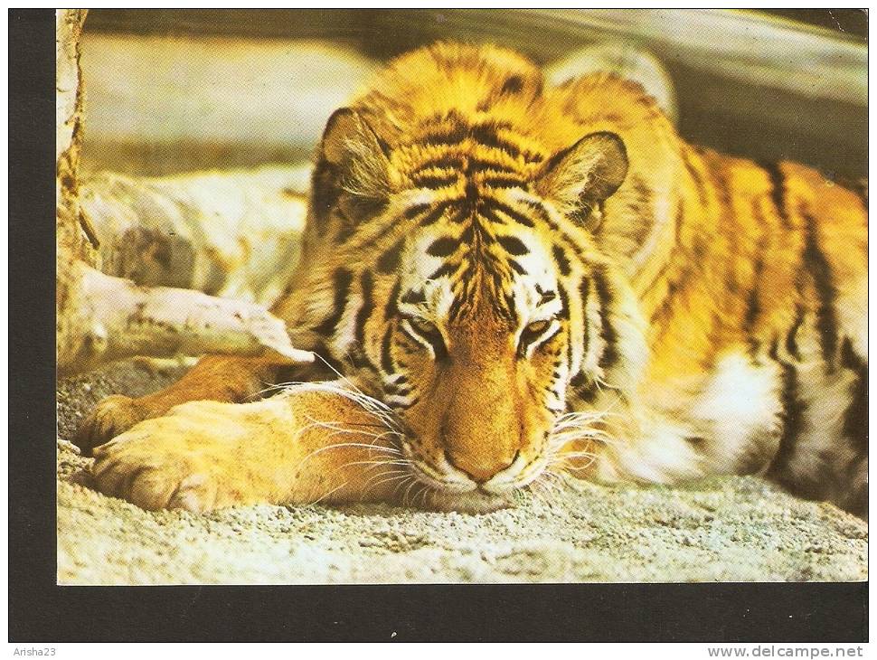 5k. FAUNA, Sibirischer Tiger - Foto By R. Rely - 1957 - Tigers