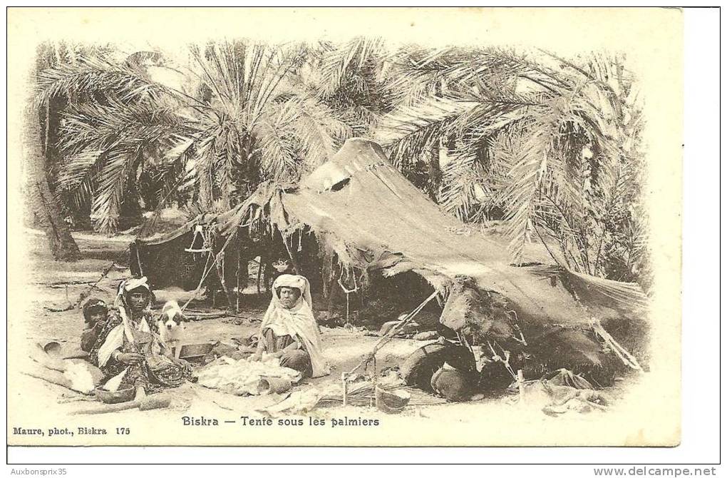 BISKRA  Tente Sous Les Palmiers - Biskra