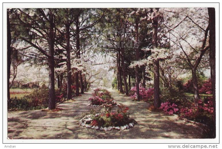 USA MONTGOMERY ALABAMA AL, JASMINE HILL EGYPTIAN FOUNTAIN - Vintage Old Postcard - 1950-60s - Montgomery