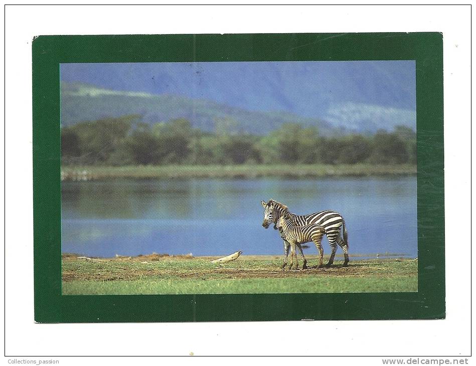 Cp, Animaux, Zebra And Baby In Front Of Manyara Lake (Tanzanie), Voyagée - Zebras