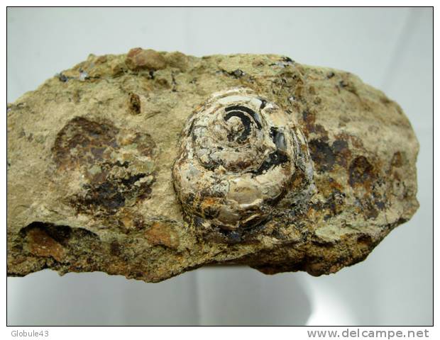 HELIX EN CALCEDOINE BLEUE BEIGE Et BITUME SUR CALCAIRE BITUMINEUX 9 X 4,5X 6,5 CM DALLET - Fossils