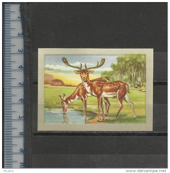 LE DAIM DAMHERT HERT CERF DEER HIRSCH STAG - Jacques