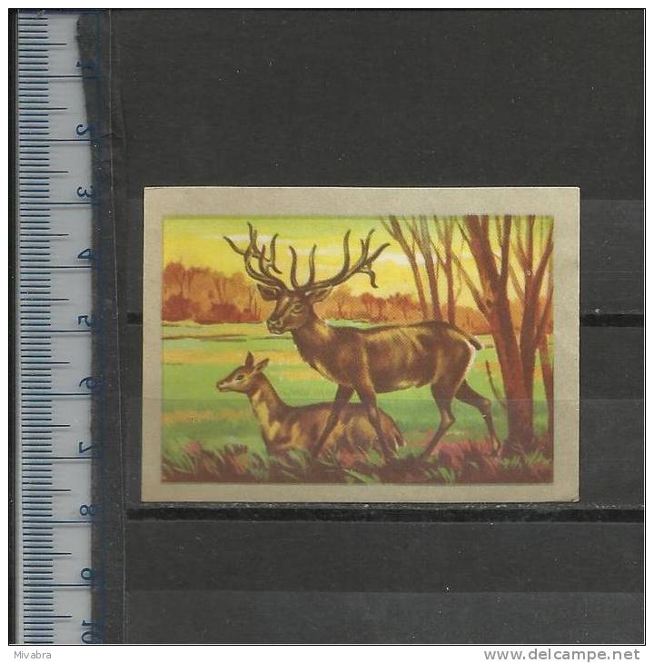 LE CERF WAPITI HERT  DEER HIRSCH STAG - Jacques