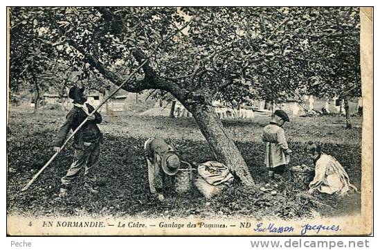 N°18423 -cpa En Normandie -le Cidre- Gaulage Des Pommes- - Culturas