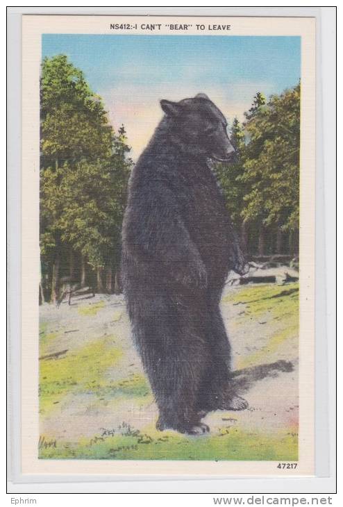 BLACK BEAR - OURS - Published By Asheville Post Card N.C. - Osos