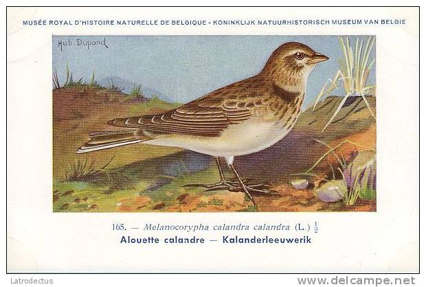 KBIN / IRSNB - Vogels / Oiseaux - 1943 - 165 - Melanocorypha C., Alouette Calandre, Kalanderleeuwerik, Calandra Lark - Oiseaux