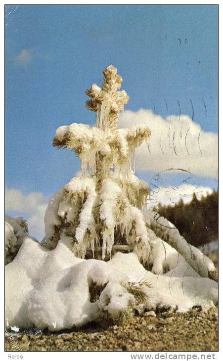 United States/USA- WINTER TREE-YELLOWSTONE NATIONAL PARK- Decorated By Nature's Master Hand-beautiful Winter Sight [CPM] - Yellowstone