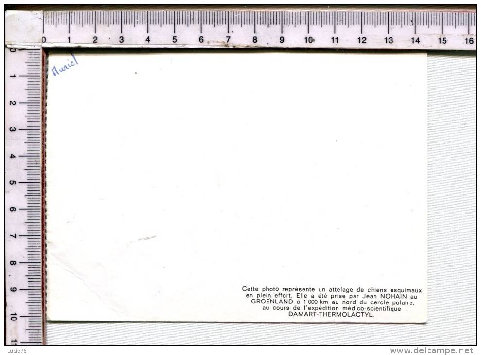 ATTELAGE  De Chiens Esquimaux En Plein Effort Prise Par JEAN NOHAIN Au GROENLAND Au Cours Expédition Médico Scientifiqu - Groenlandia