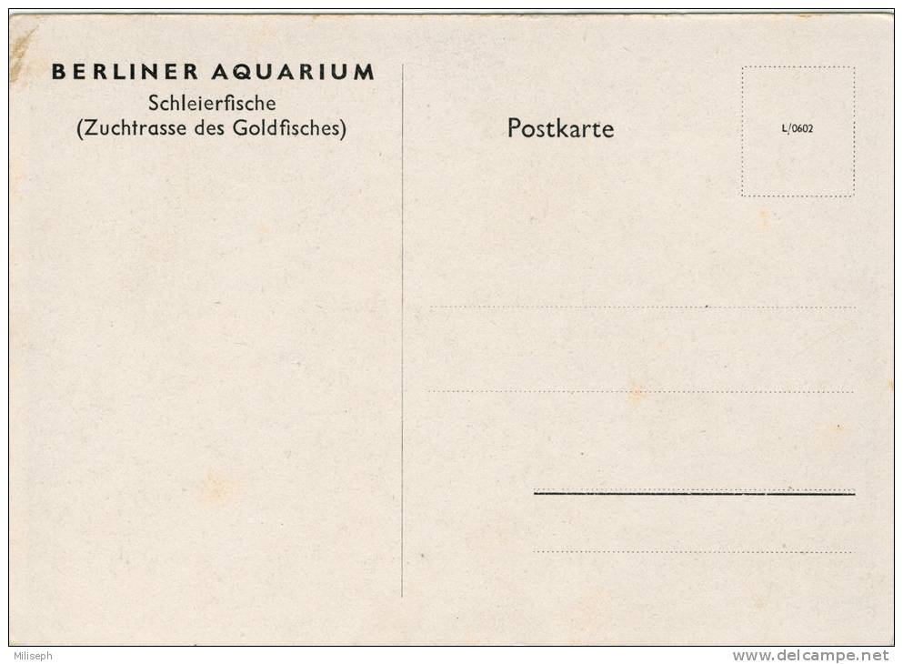 BERLIN - BERLINER AQUARIUM - Schleierfische (Zuchtrasse Des Goldfisches) - Race D'élevage De Poisson Doré (2311) - Fish & Shellfish