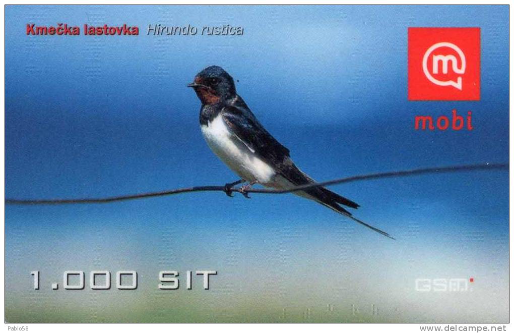 HIRUNDO RUSTICA Uccelli Birds - Slovenia