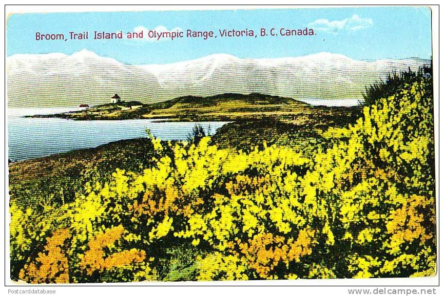 Broom, Trail Island And Olympic Range, Victoria, B. C. Canada - Victoria