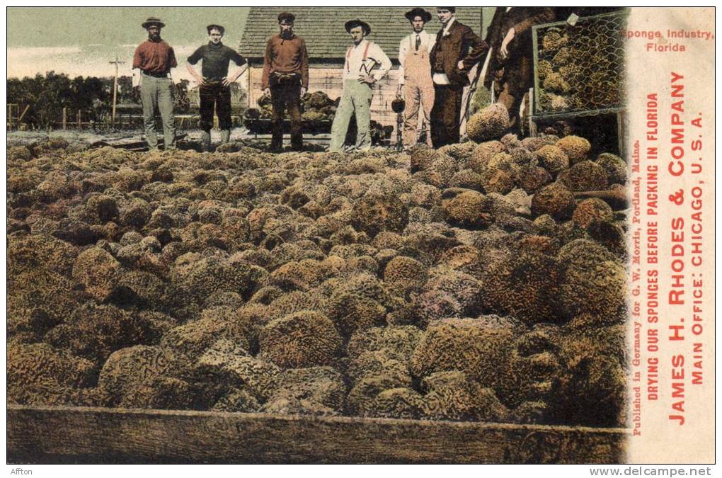 Sponges James H Rodes Company 1905 - Bahamas