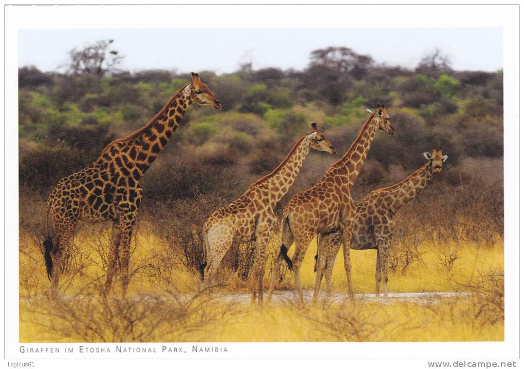 GIRAFFE, GIRAFES, COPY FOR SPECIAL COLLECTION, POSTCARD,CARTE POSTALE, PERFECT SHAPE. - Girafes