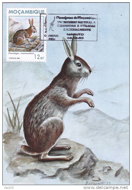 RABBIT, 1983, CM. MAXI CARD, CARTES MAXIMUM, ROMANIA - Conejos