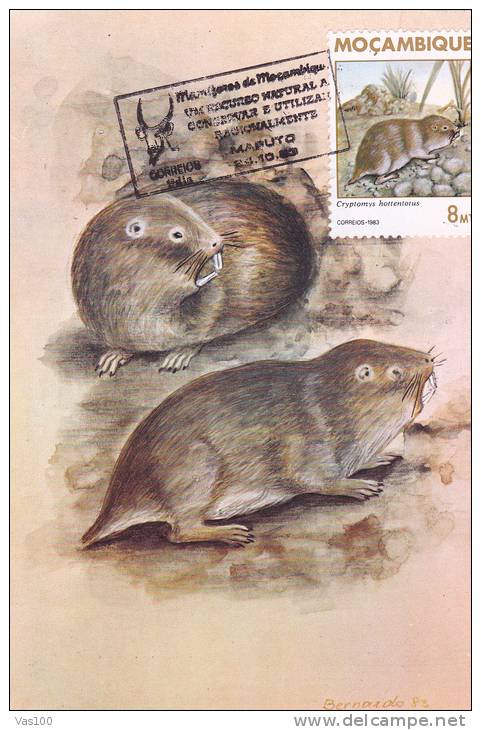 RONGEURS, MICE, 1983, CM. MAXI CARD, CARTES MAXIMUM, ROMANIA - Nager