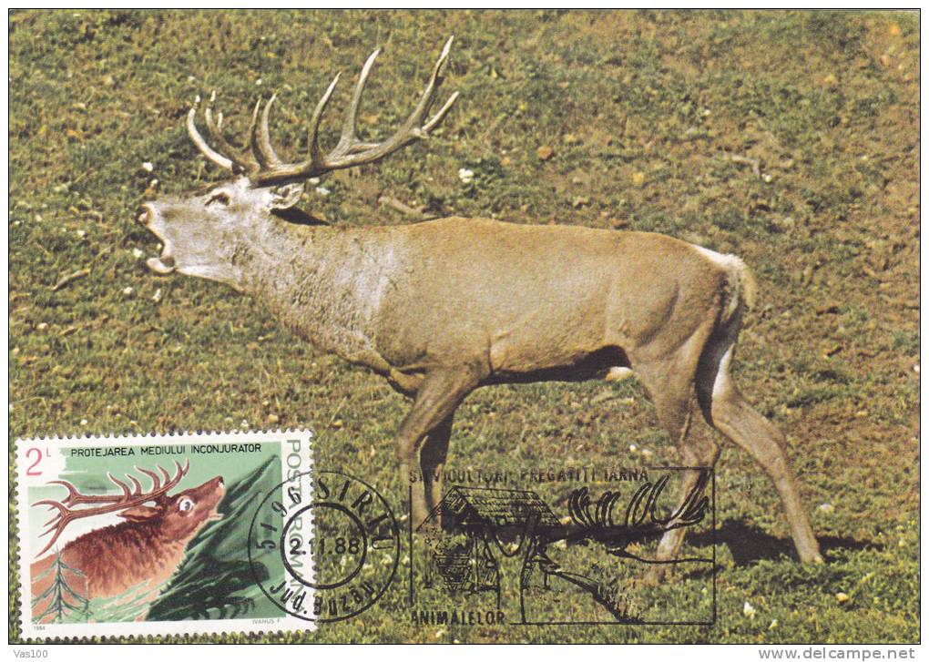 DEER, 1988, CM. MAXI CARD, CARTES MAXIMUM, ROMANIA - Game