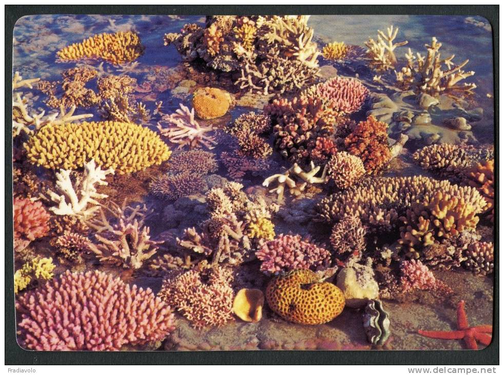 - Australie - Great Barrier Reef N Q - Coral - Corail - Great Barrier Reef