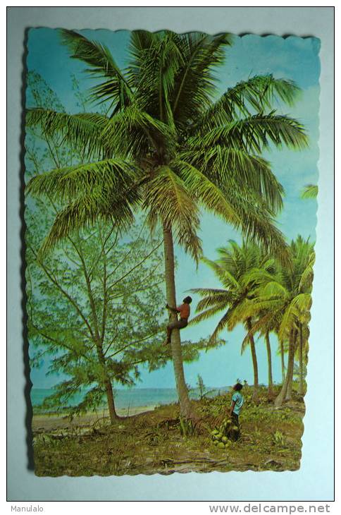 The Tropical Caribbean - Climbing For Coconuts - Other & Unclassified