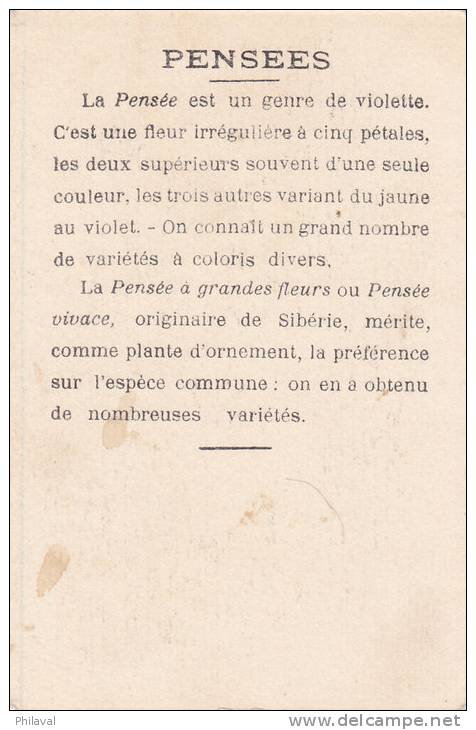 La Pensée à Grandes Fleurs - Un Papillon - Carte 8 X 13 Cms. - Other & Unclassified