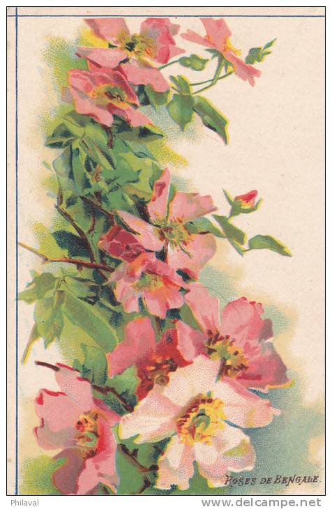 Les Roses De Bengale - Carte 8 X 13 Cms. - Autres & Non Classés
