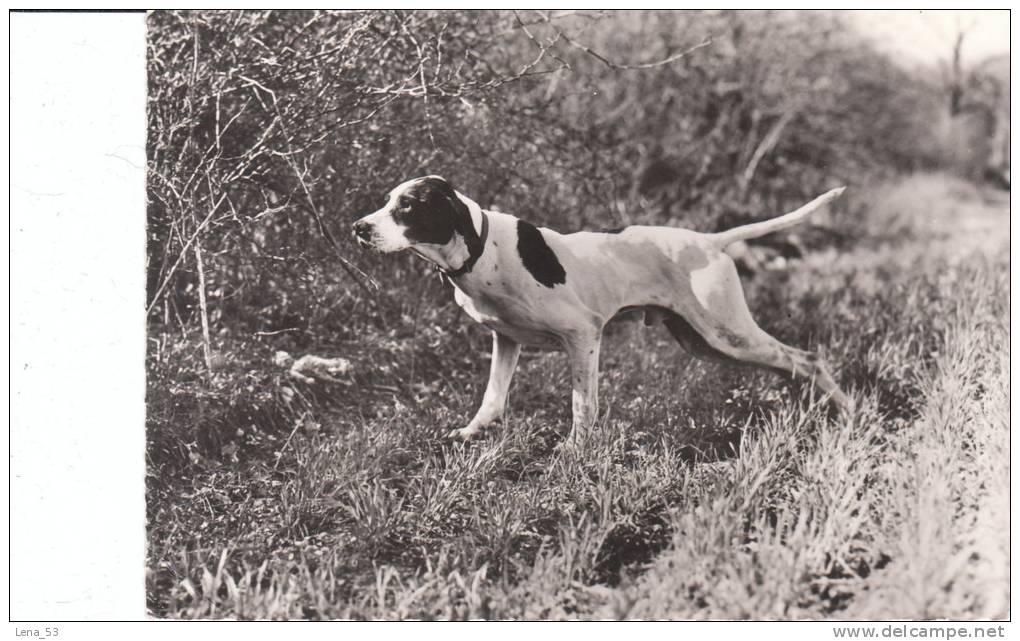 POINTER  - 2 C - Chiens