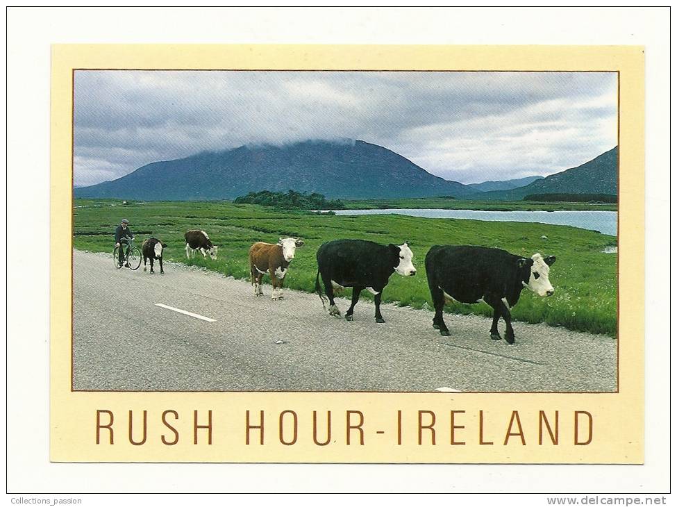 Cp, Animaux, Vaches, Rush Hour - Ireland - Kühe