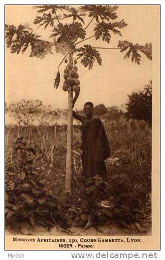 NIGER Papayer Missions Africaines Cours Gambetta Lyon - Niger