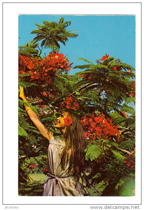 Antilles, St Thomas, Virgin Islands: Flamboyant Blossoms (12-1504) - Jungferninseln, Amerik.
