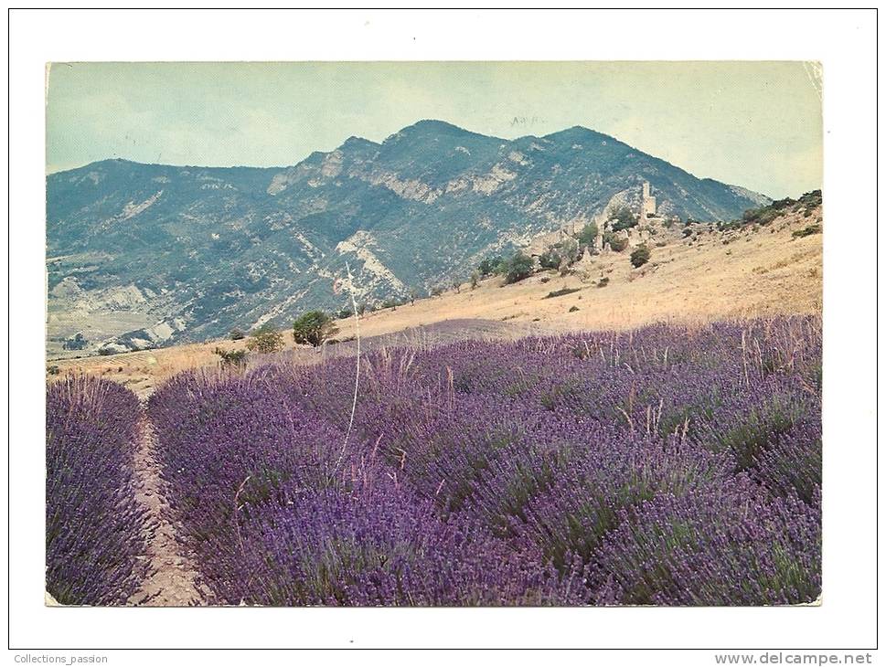 Cp, Fleurs, Au Pays De La Lavande, Voyagée 1984 - Autres & Non Classés