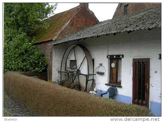 OORDEGEM Bij Lede (O.Vl.) - Molen/moulin - NIEUW: Prentkaart Van De Botermolen (hondenmolen) Aan De Oude Heirweg - Lede