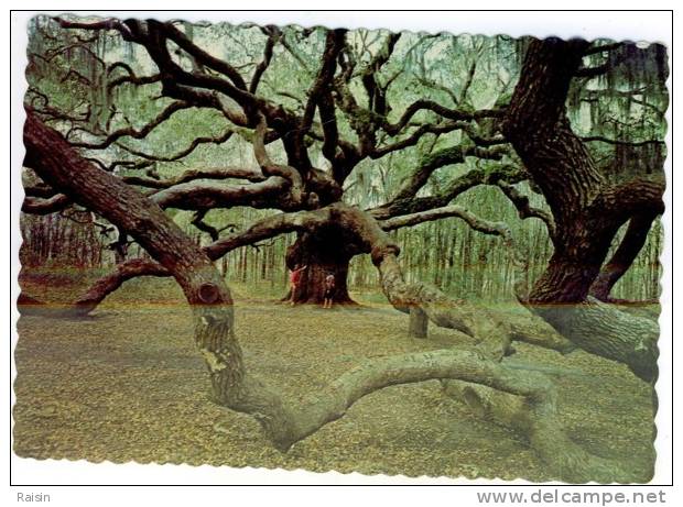 Etats Unis South Carolina The Angel Oak John´s Island  Nature´most Magnificent Living Spectacle BE - Autres & Non Classés