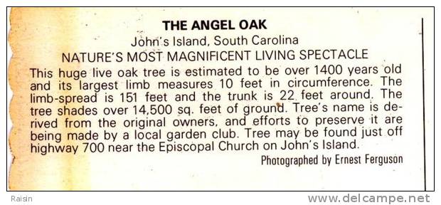 Etats Unis South Carolina The Angel Oak John´s Island  Nature´most Magnificent Living Spectacle BE - Autres & Non Classés