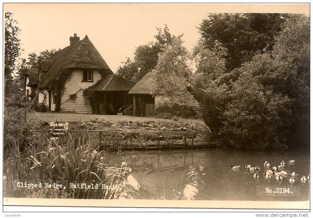 R / 12 / 4 / 260  -   CLIPPED HEDGE , HATFIELD HEATH - Autres & Non Classés